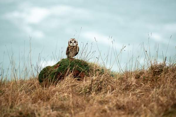 Wildlife filmmaker Short Eared Owl