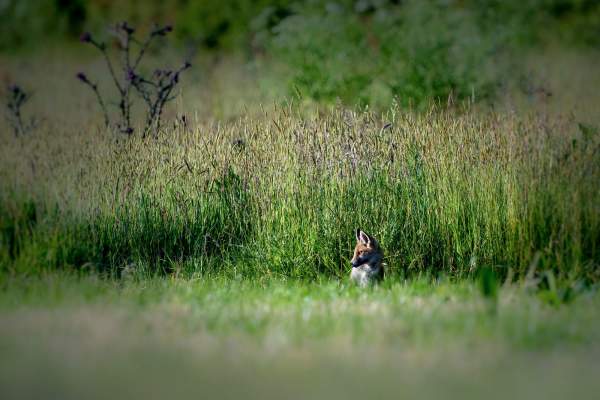 red fox cub wildlife filmmaker
