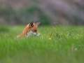 red fox wildlife cameraman