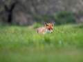 red fox cub wildlife filmmaking