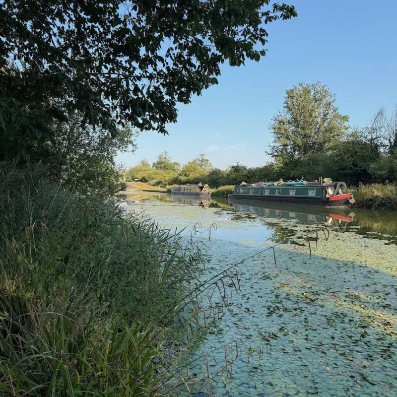 Narrowboats on a UK canal surrounded by reeds, trees and aquatic plants